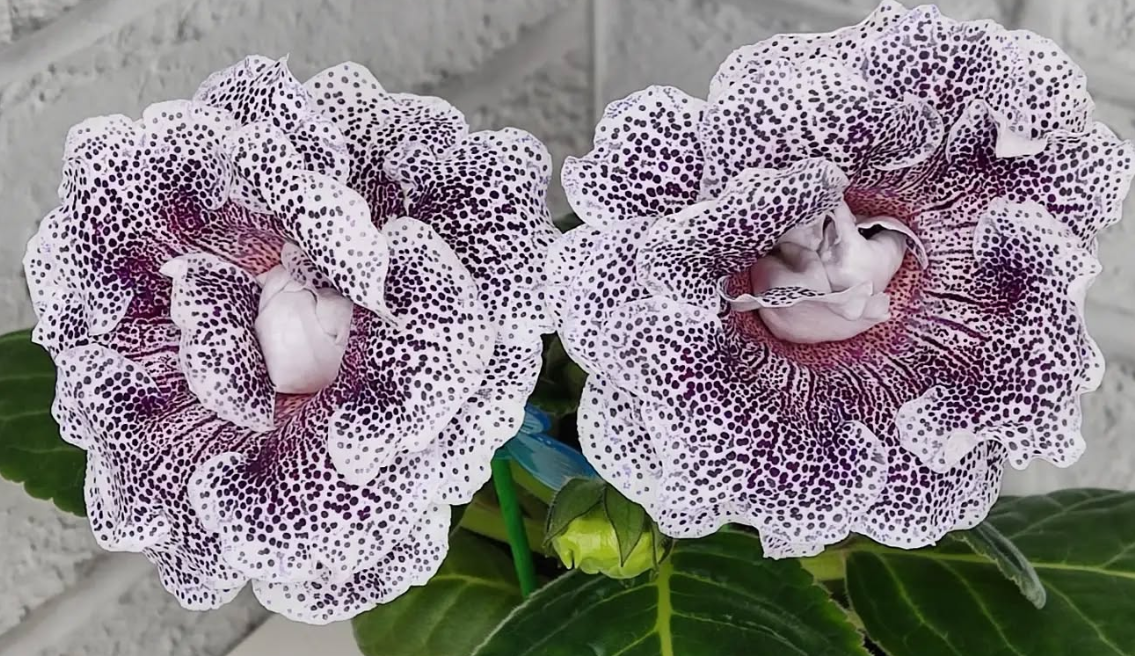 Gloxinia Blackberry Winter 1 Bulb