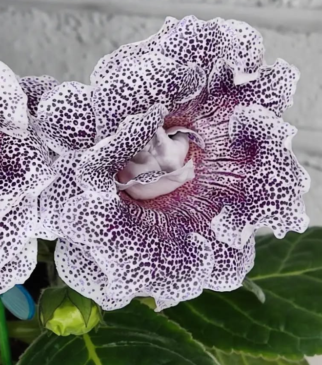 Gloxinia Blackberry Winter 1 Bulb