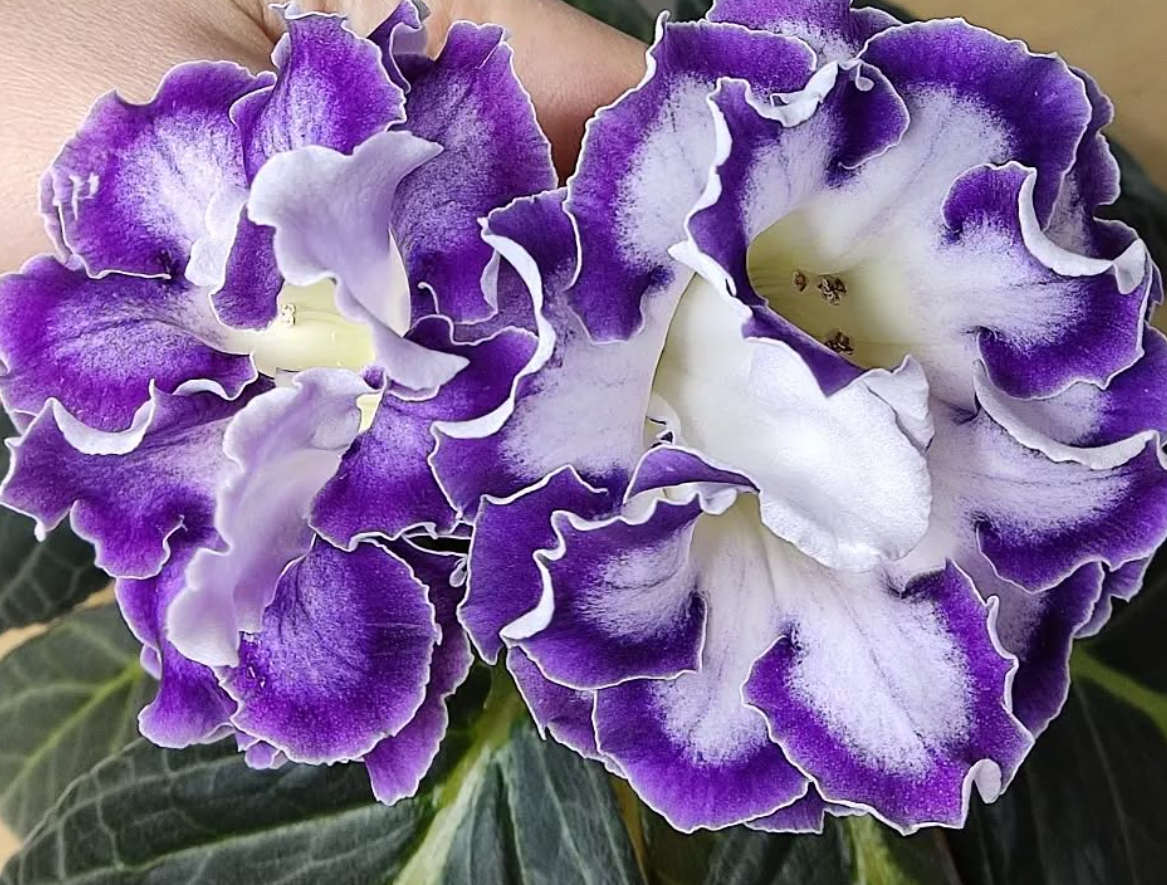 Gloxinia Dreams and Visions 1 Bulb