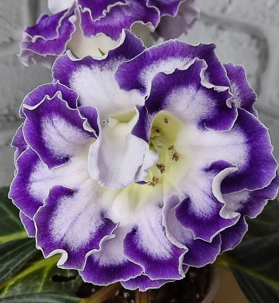 Gloxinia Dreams and Visions 1 Bulb
