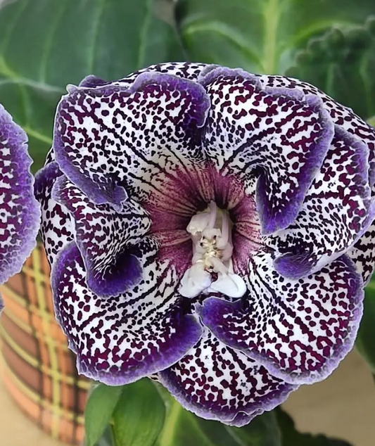 Gloxinia Gentleman 1 Bulb
