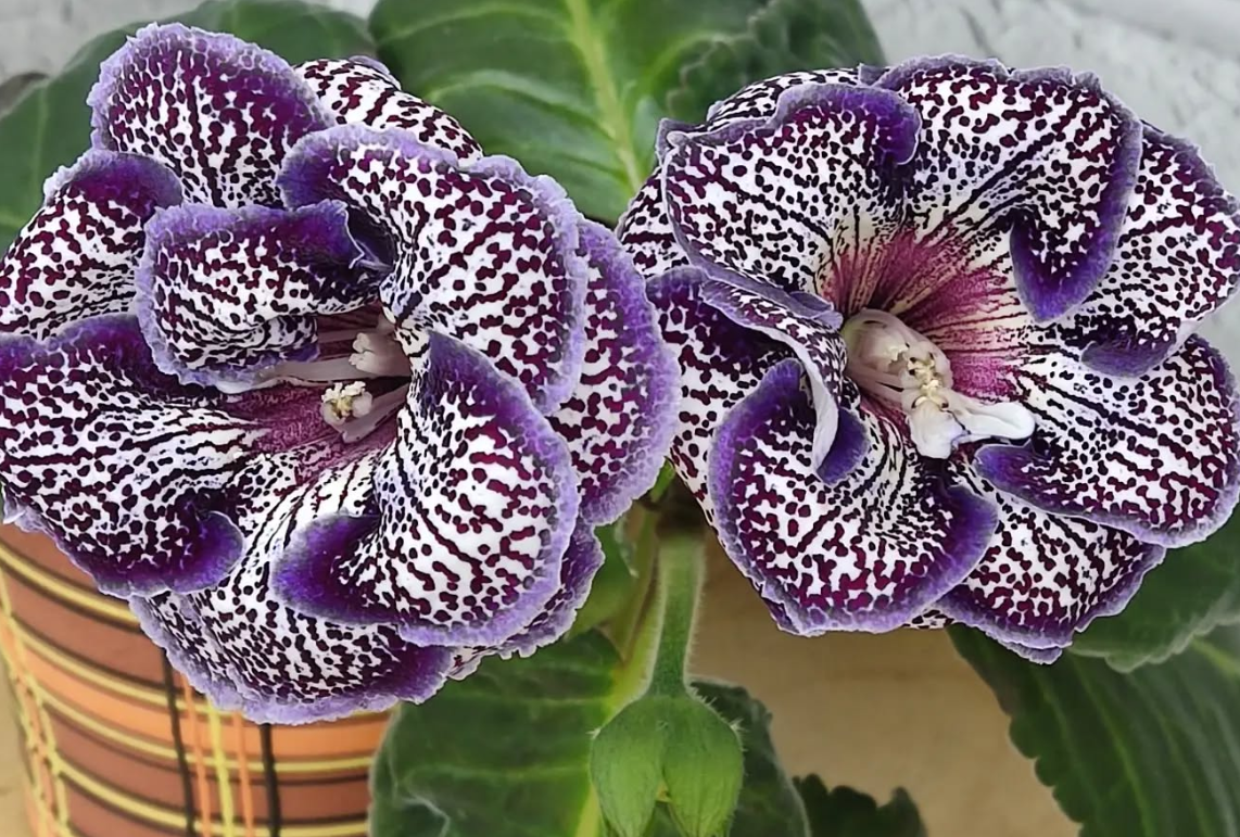 Gloxinia Gentleman 1 Bulb