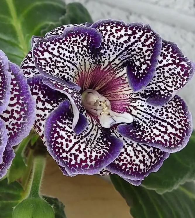 Gloxinia Gentleman 1 Bulb