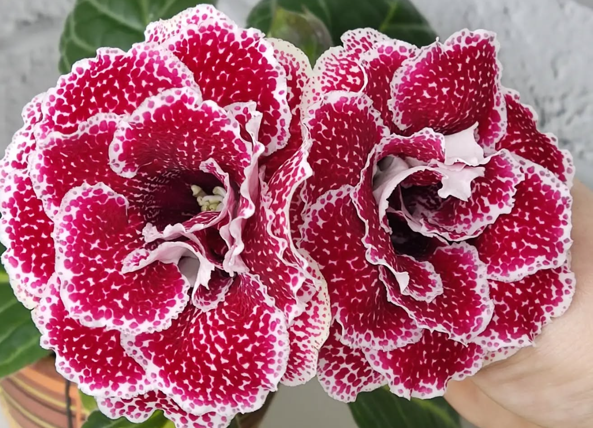 Gloxinia Strawberry Wedding 1 Bulb