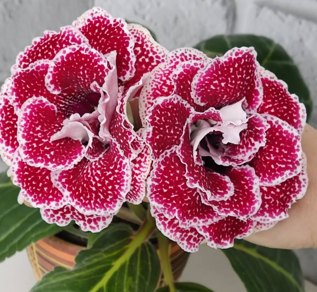 Gloxinia Strawberry Wedding 1 Bulb