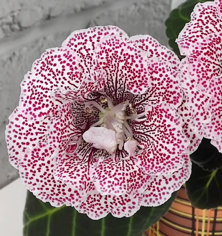 Gloxinia Red Bird Cherry 1 Bulb