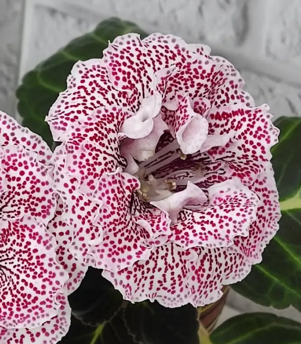 Gloxinia Red Bird Cherry 1 Bulb