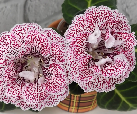 Gloxinia Red Bird Cherry 1 Bulb