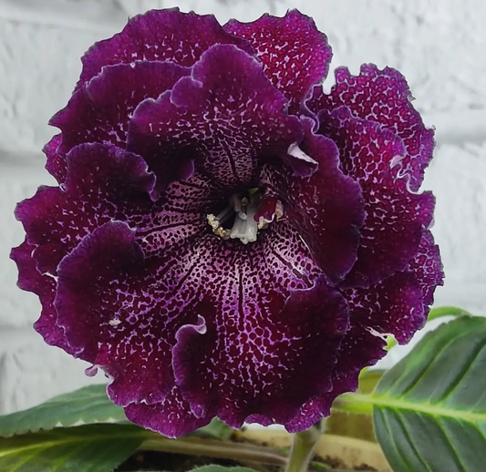 Gloxinia Isabella 1 Bulb