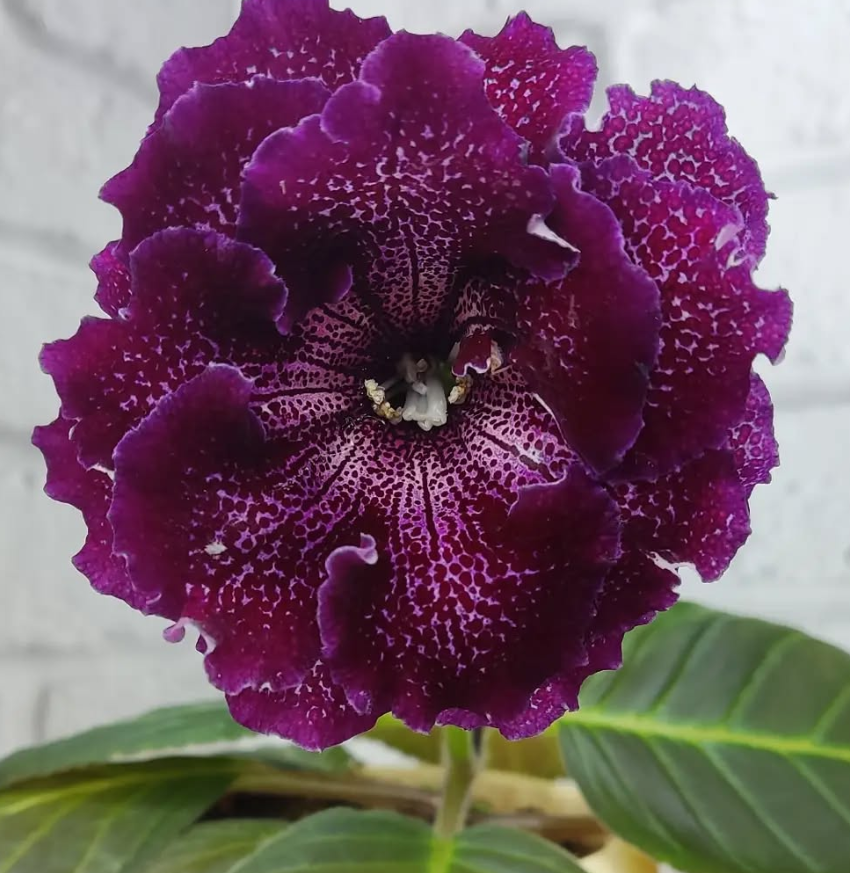 Gloxinia Isabella 1 Bulb