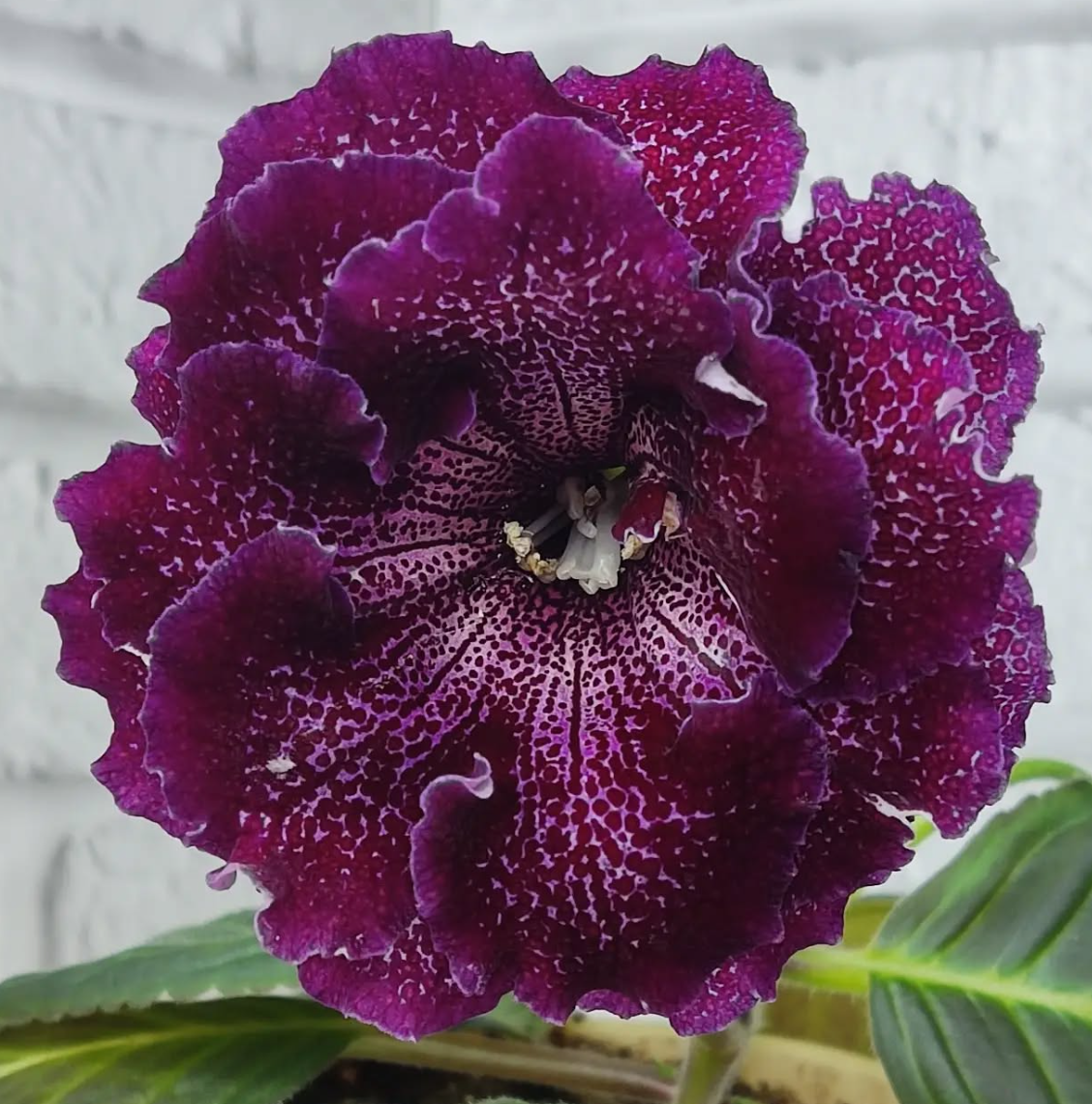 Gloxinia Isabella 1 Bulb
