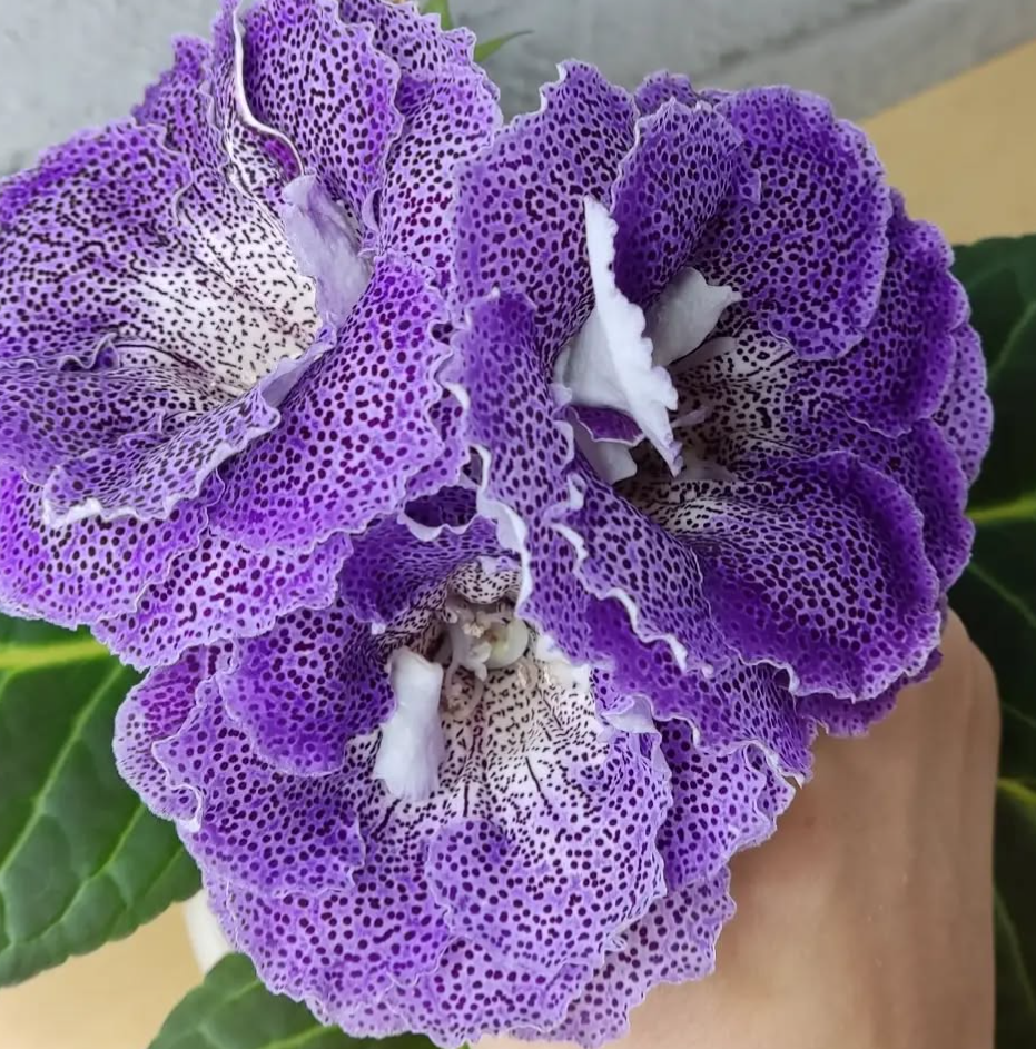 Gloxinia Firstborn 1 Bulb
