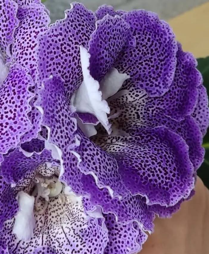 Gloxinia Firstborn 1 Bulb