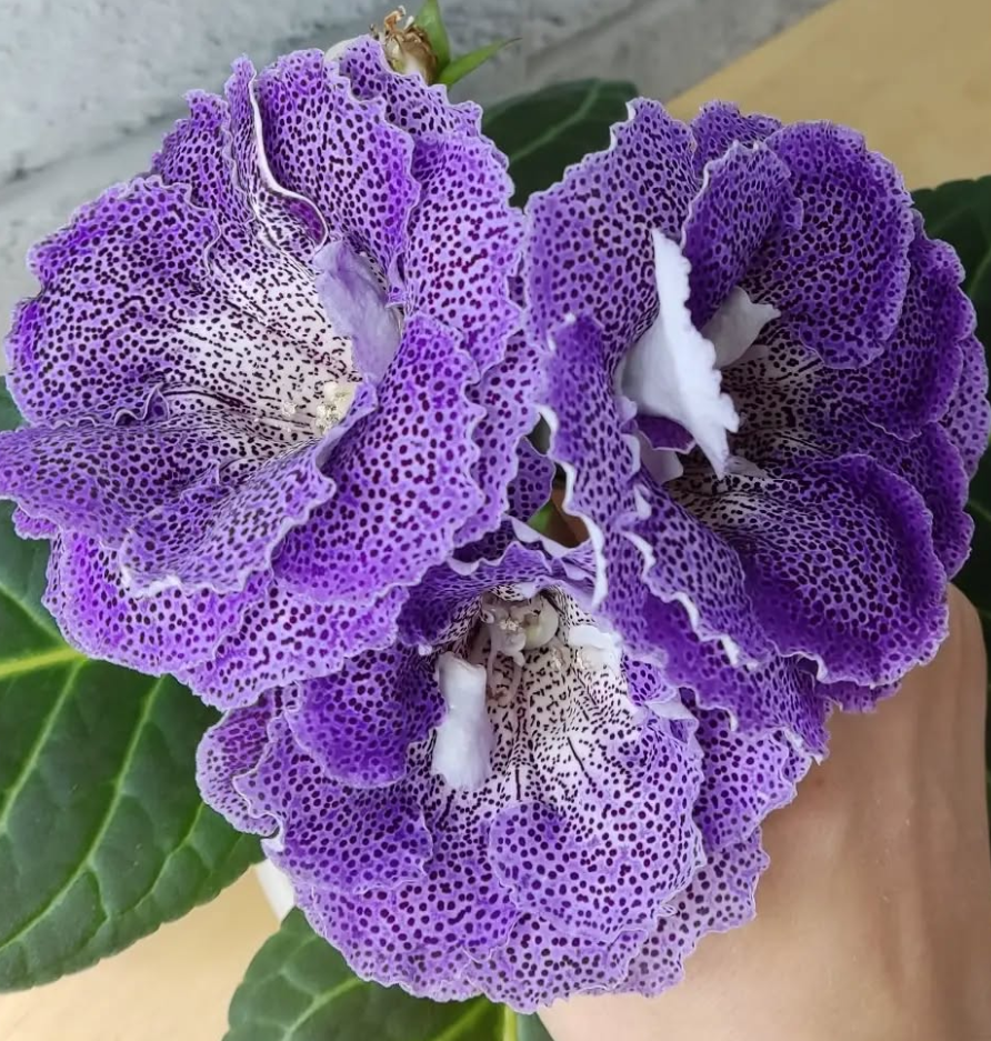 Gloxinia Firstborn 1 Bulb