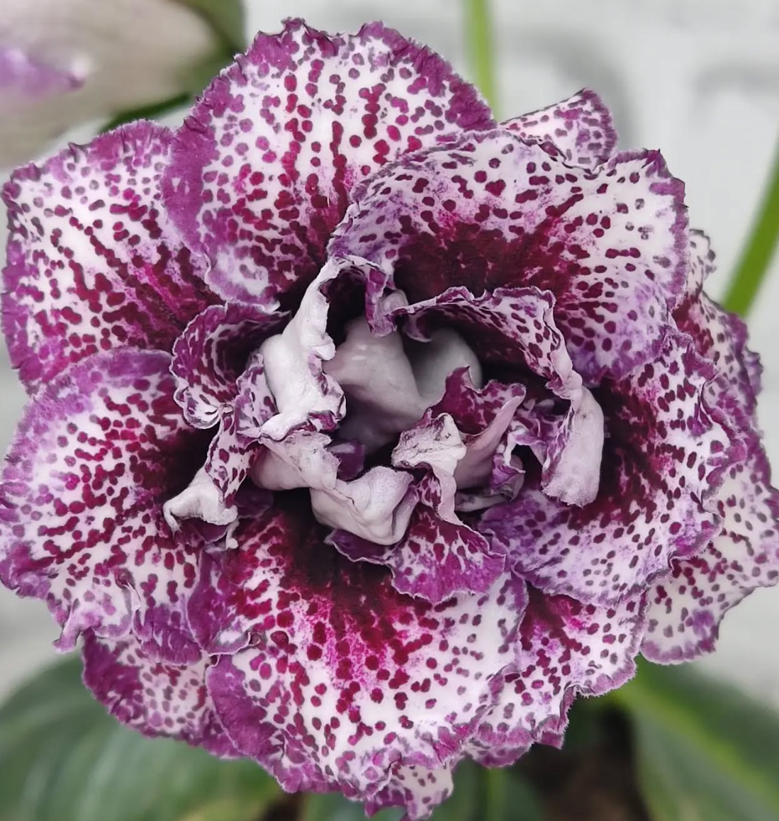 Gloxinia Curtsy 1 Bulb