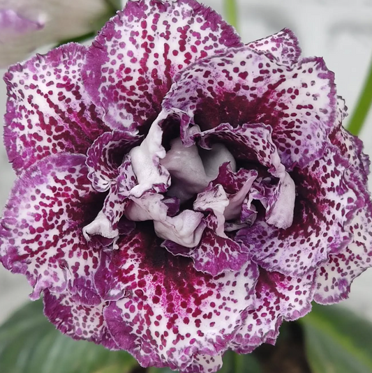 Gloxinia Curtsy 1 Bulb