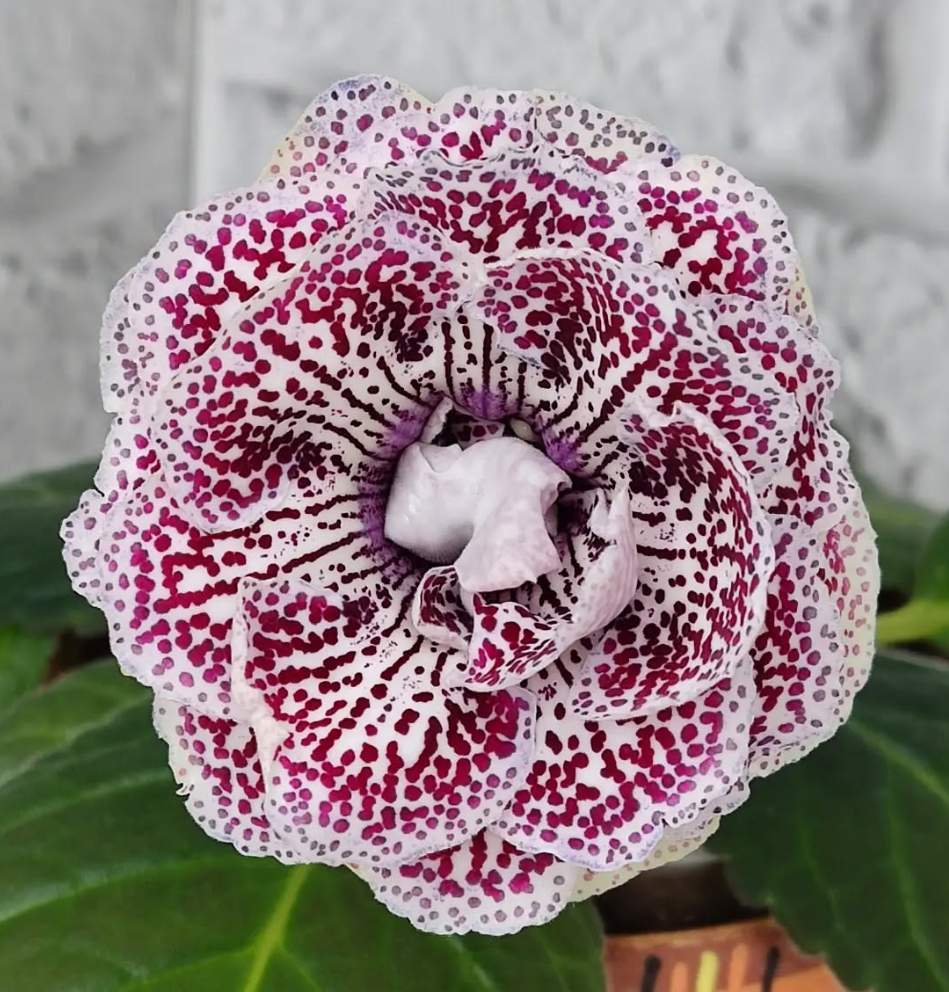 Gloxinia Plot 1 Bulb