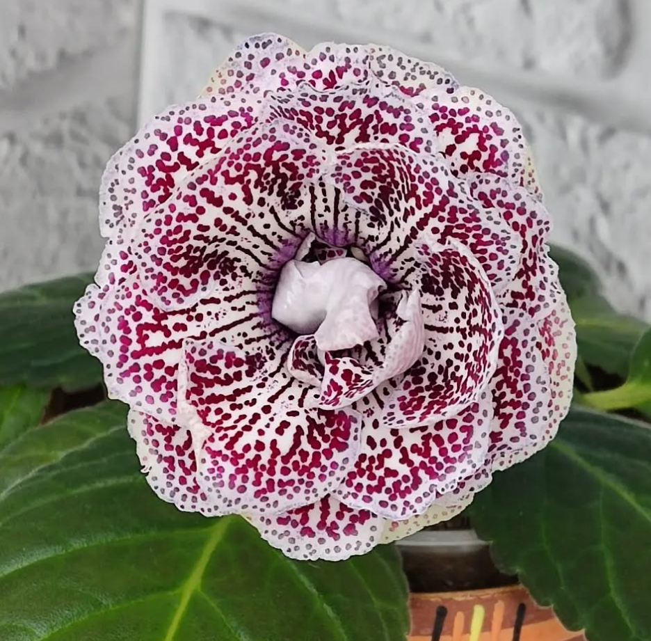 Gloxinia Plot 1 Bulb