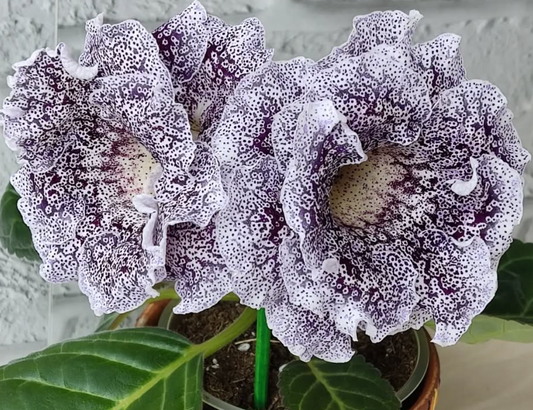 Gloxinia Catharsis 1 Bulb