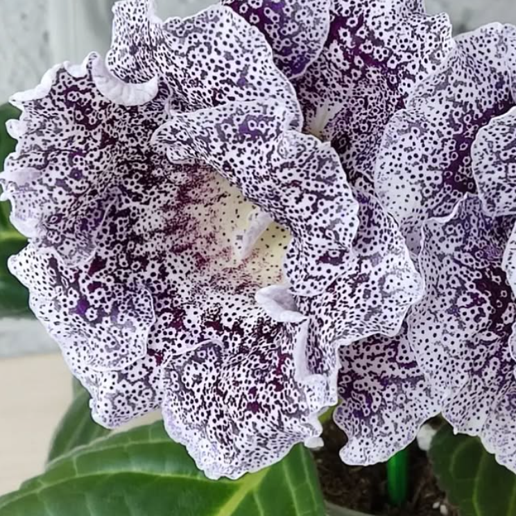 Gloxinia Catharsis 1 Bulb