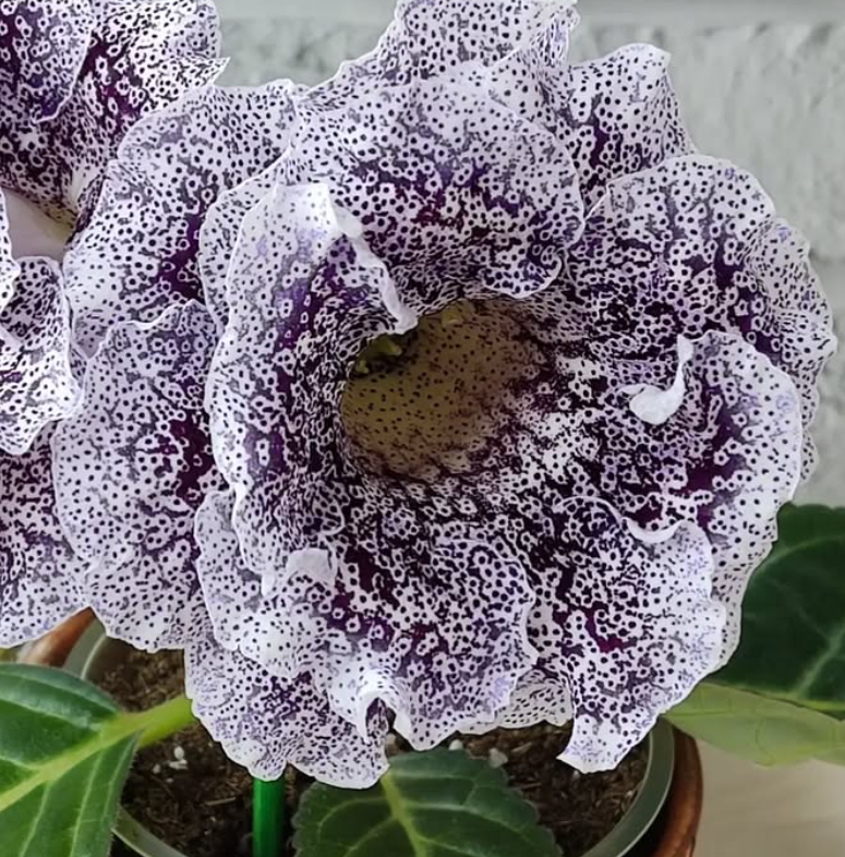 Gloxinia Catharsis 1 Bulb