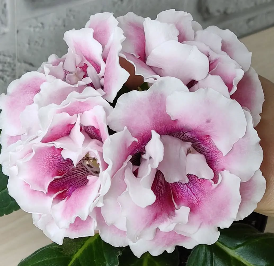 Gloxinia Young Lady 1 Bulb