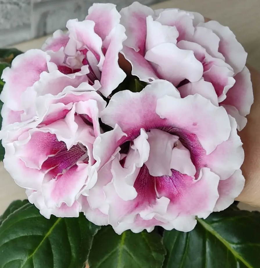 Gloxinia Young Lady 1 Bulb