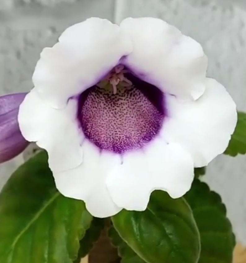 Gloxinia Blueberries with Cream 1 Bulb