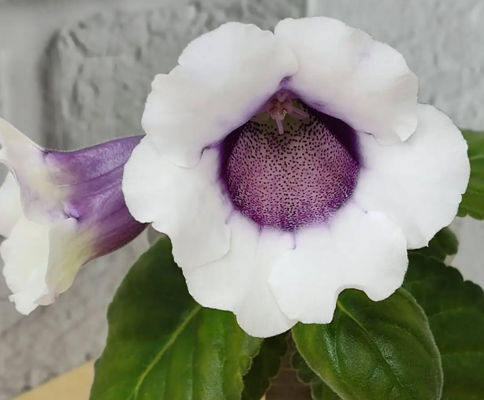 Gloxinia Blueberries with Cream 1 Bulb