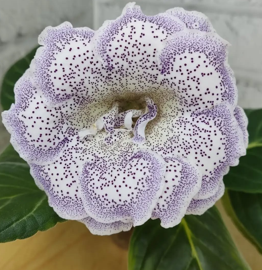 Gloxinia Winter Morning 1 Bulb