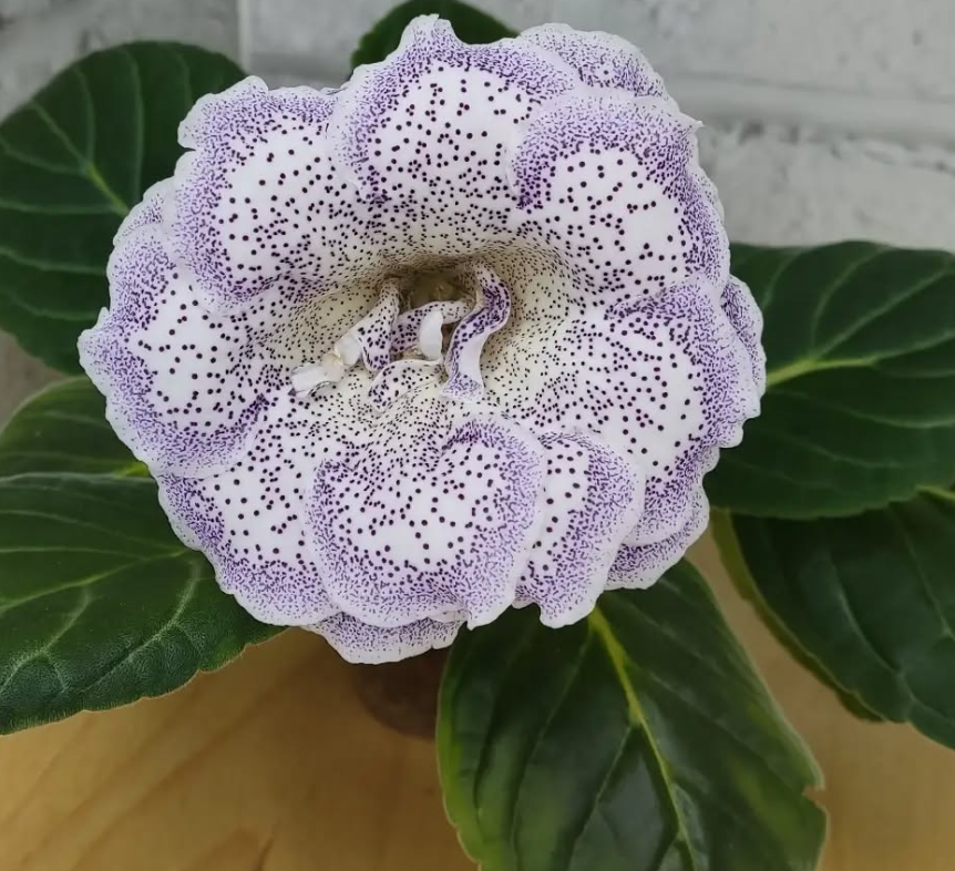 Gloxinia Winter Morning 1 Bulb