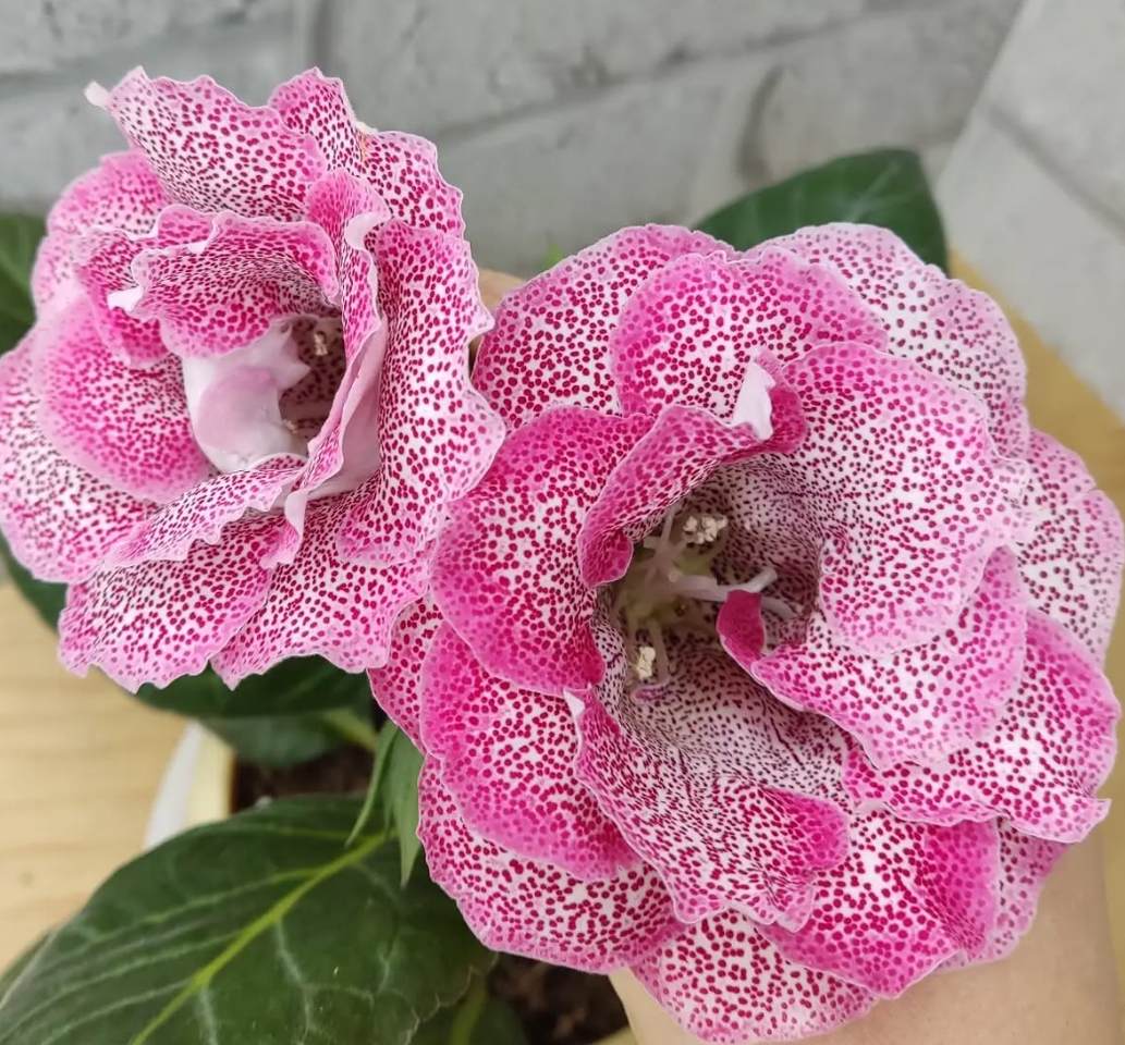 Gloxinia Marquise 1 Bulb