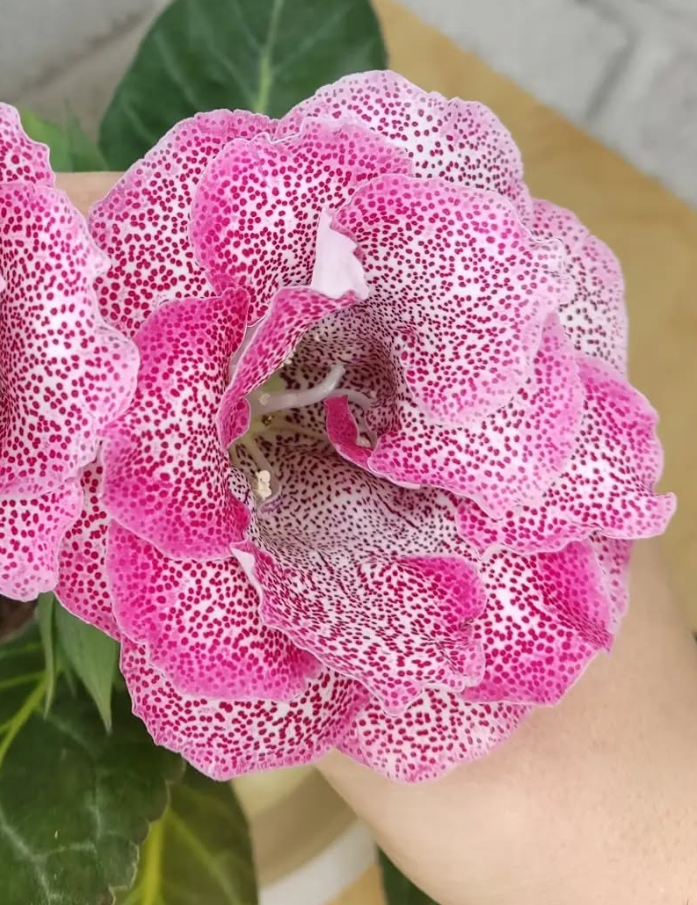 Gloxinia Marquise 1 Bulb