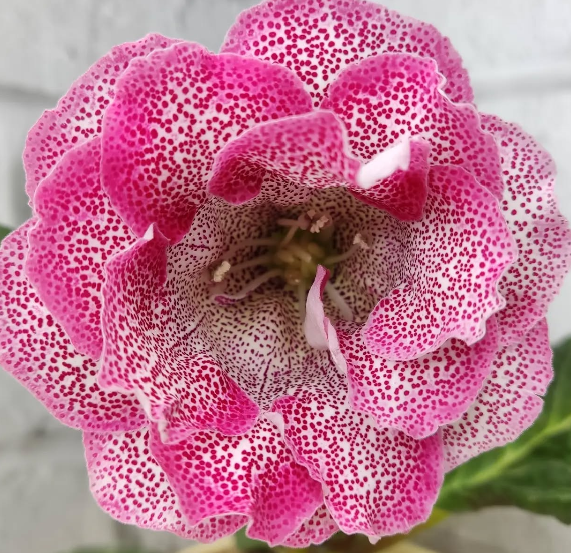 Gloxinia Marquise 1 Bulb