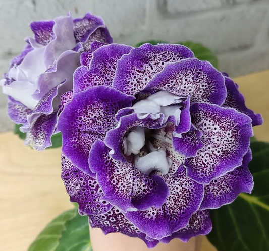 Gloxinia Avalon 1 Bulb