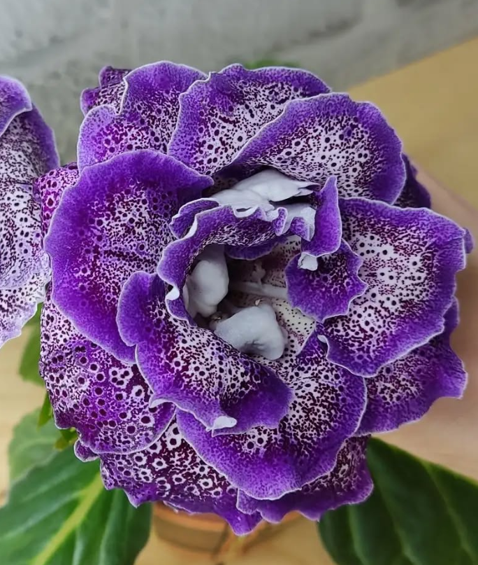 Gloxinia Avalon 1 Bulb