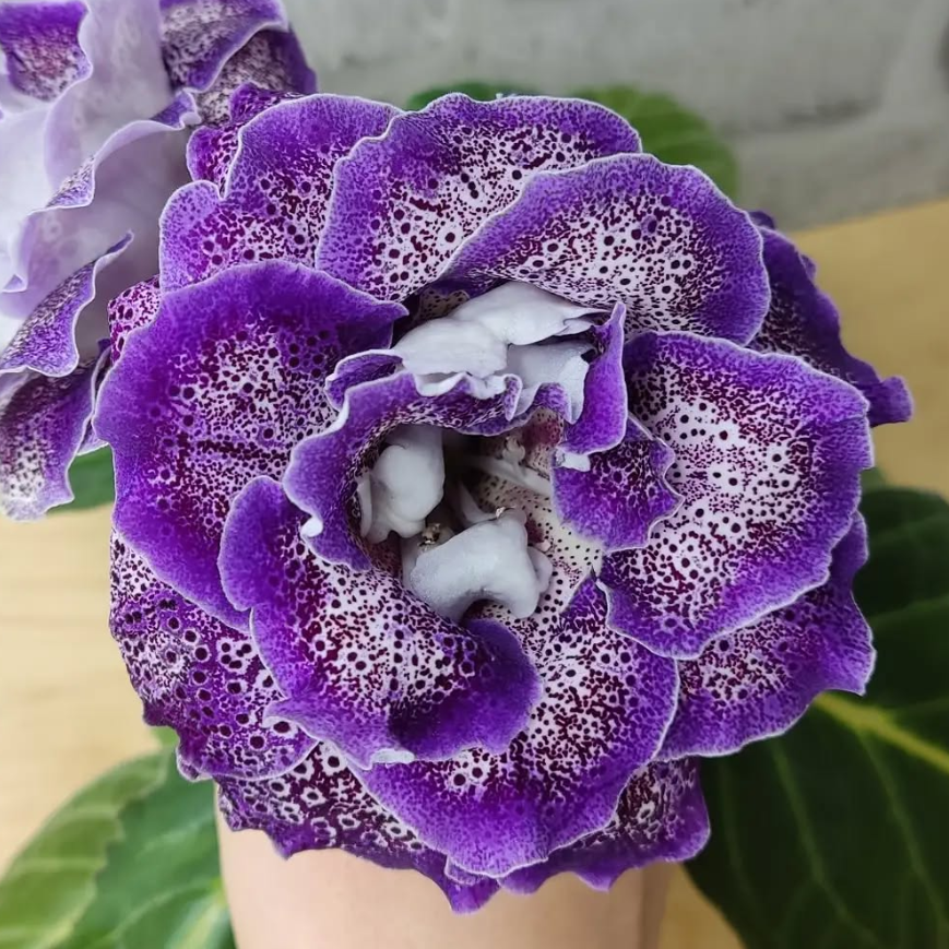 Gloxinia Avalon 1 Bulb