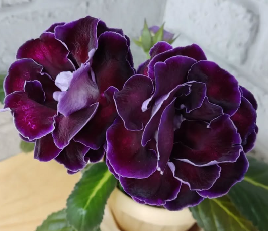 Gloxinia Black Magic 1 Bulb