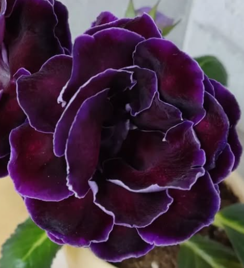 Gloxinia Black Magic 1 Bulb