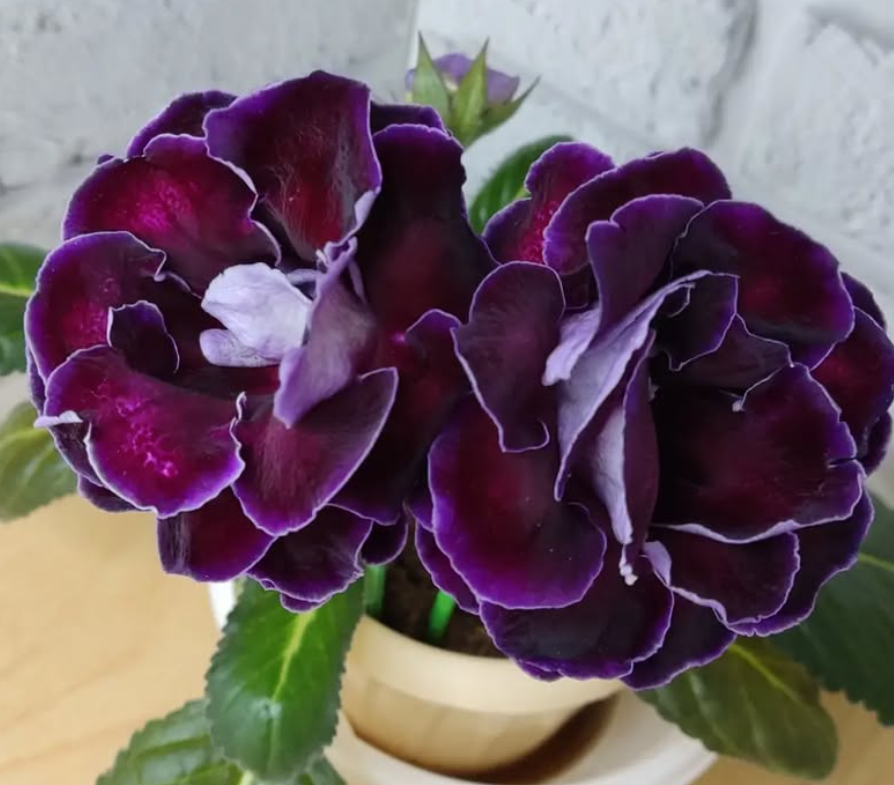 Gloxinia Black Magic 1 Bulb