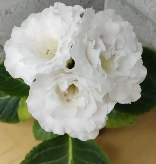 Gloxinia Doughnut 1 Bulb