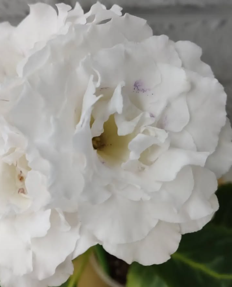 Gloxinia Doughnut 1 Bulb