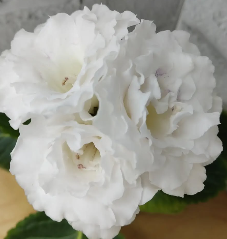 Gloxinia Doughnut 1 Bulb