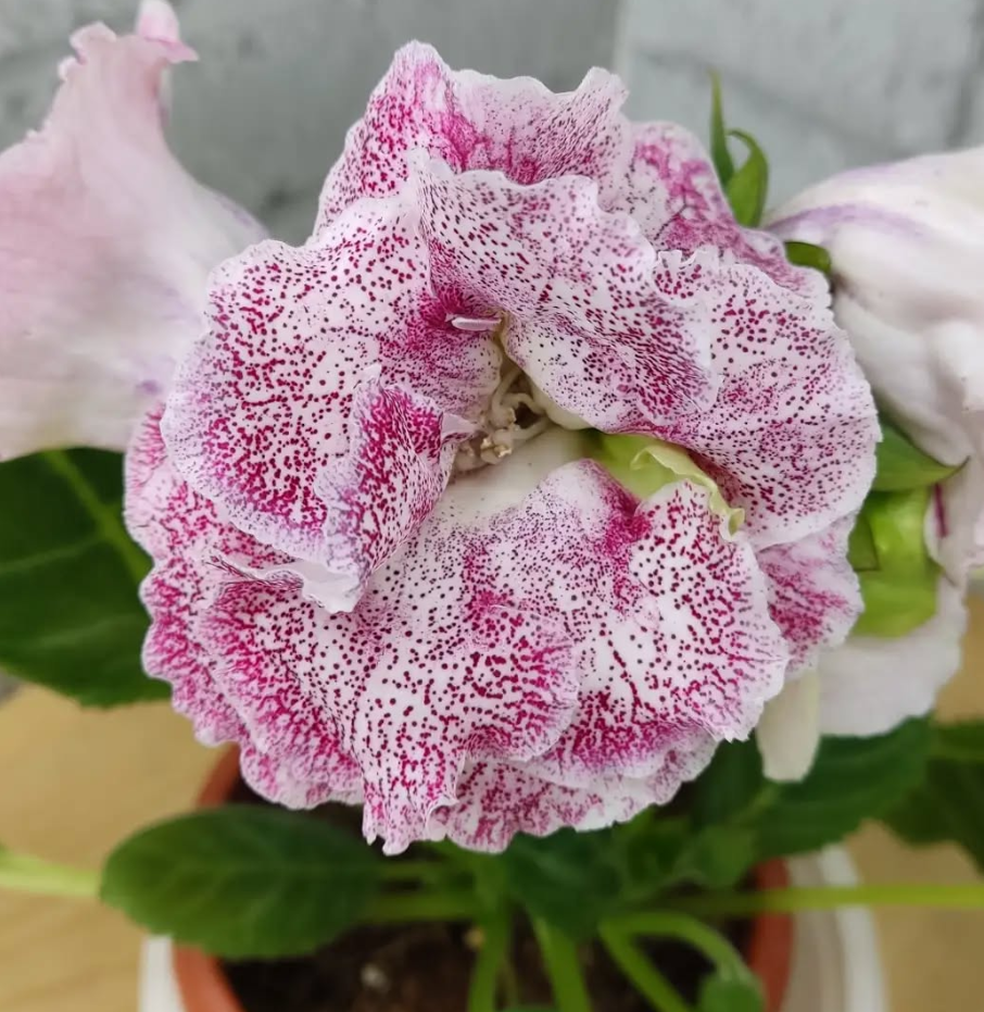 Gloxinia A scattering of Pearls 1 Bulb