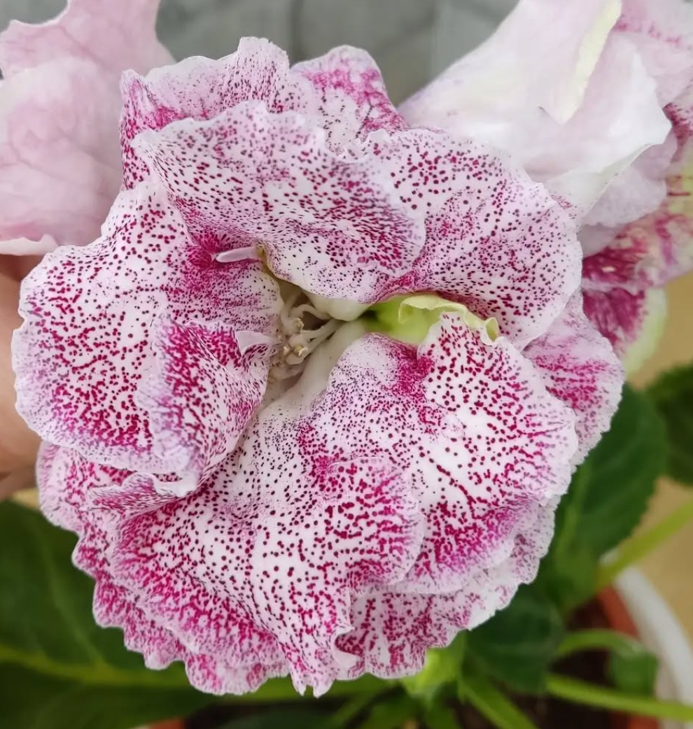 Gloxinia A scattering of Pearls 1 Bulb
