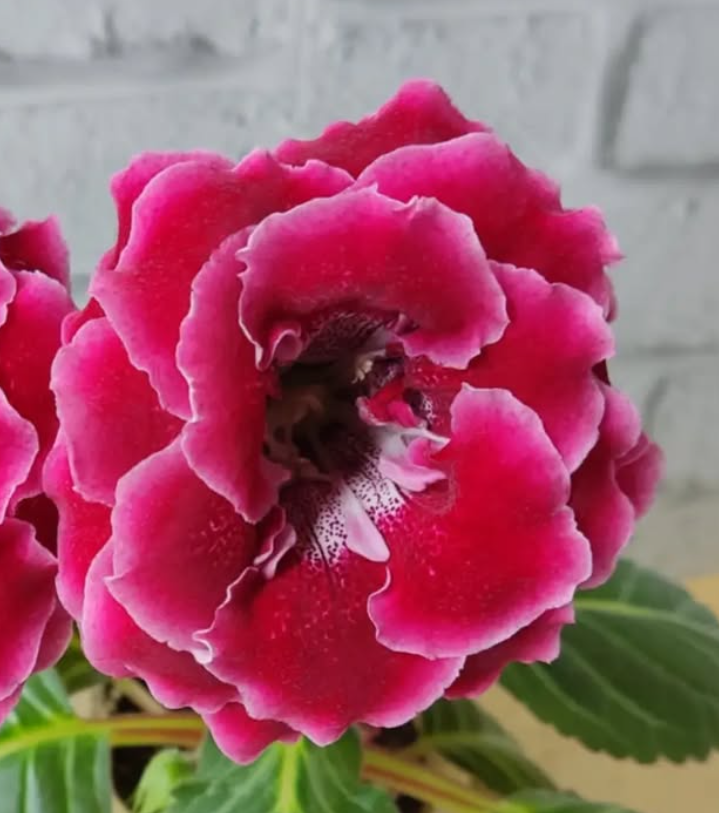 Gloxinia - Cherry Belly 1 Bulb