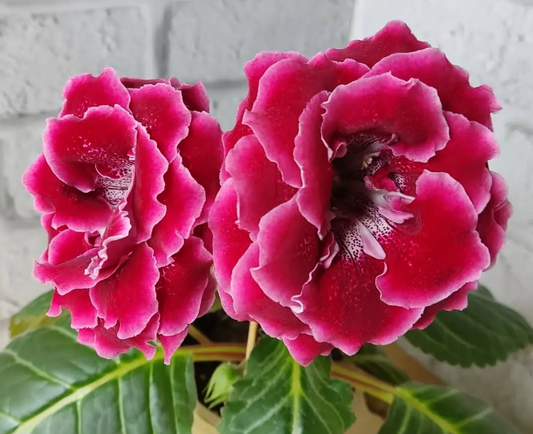 Gloxinia - Cherry Belly 1 Bulb