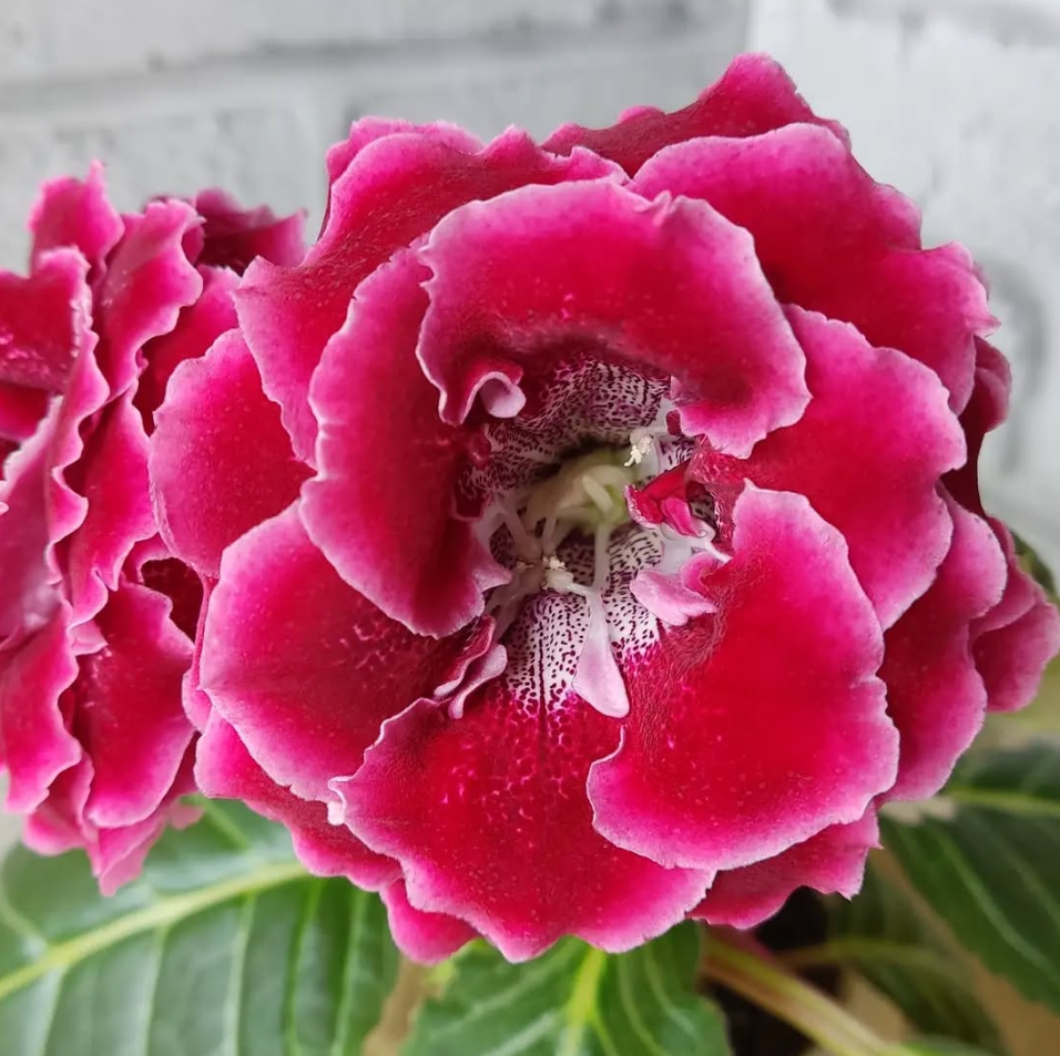 Gloxinia - Cherry Belly 1 Bulb