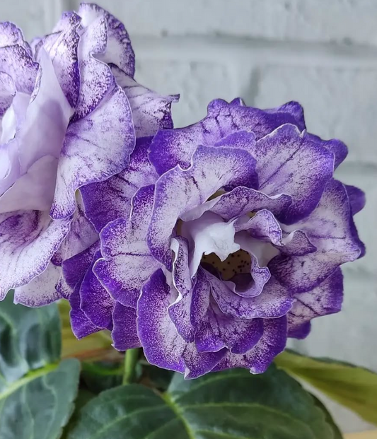 Gloxinia - The Rose of Narnia 1 Bulb