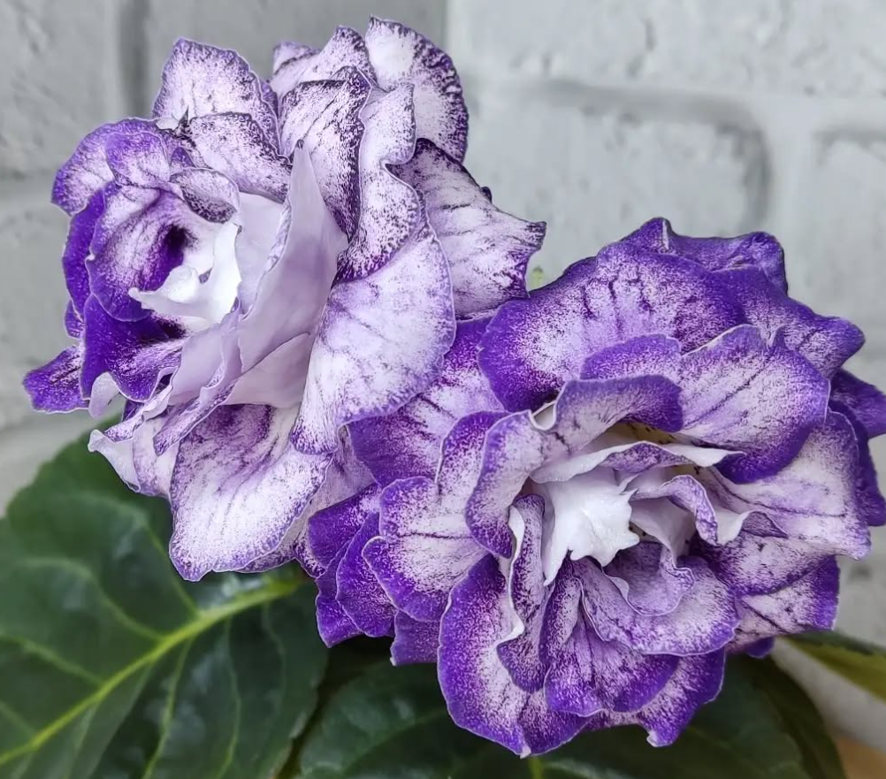 Gloxinia - The Rose of Narnia 1 Bulb